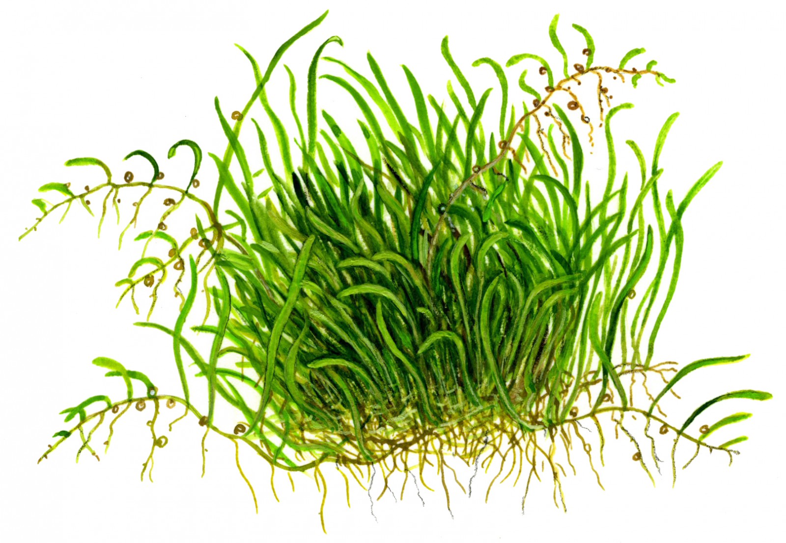 Utricularia graminifolia (Grassy water hose)
